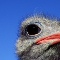 ostrich head Facebook Cover