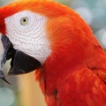 parrot Facebook Cover