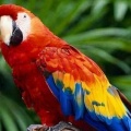 scarlet macaw parrot