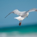 seagull Facebook Cover