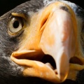 stellers sea eagle-Facebook Cover