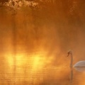 Swan 851x315.jpg