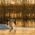 swan 2-Facebook Cover