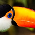 toucan 2Facebook Cover