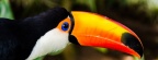 toucan 2Facebook Cover