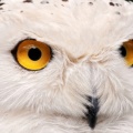 white owl 3-Facebook Cover