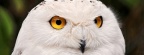 white owl 3-Facebook Cover