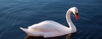 white swan in waterFacebook Cover