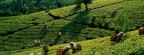 Tea Harvest, Sri Lanka
