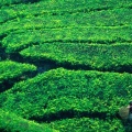 Tea Plantation Harvesting, Cameron Highlands, Malaysia