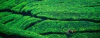 Tea Plantation Harvesting, Cameron Highlands, Malaysia