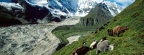 Yak Herding, Kangshung Glacier, Tibet