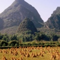 Harvested Rice Field, Li River Area, Yangshuo, Guangxi Province, China