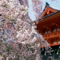 Cherry Blossoms, Ninnaji Temple, Kyoto, Japan.jpg