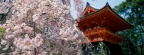 Cherry Blossoms, Ninnaji Temple, Kyoto, Japan