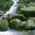 Running Stream Through a Japanese Beech Forest, Shirakami Sanchi, Japan