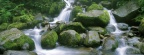 Running Stream Through a Japanese Beech Forest, Shirakami Sanchi, Japan