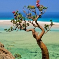 Bottle Tree, Qalansia Beach and Lagoon, Socotra Island, Yemen