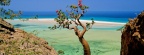 Bottle Tree, Qalansia Beach and Lagoon, Socotra Island, Yemen