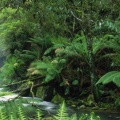 Cover FB  Hopetoun Falls, Otway Ranges, Victoria, Australia