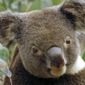 Cover FB  Koala in Eucalyptus Tree, Australia