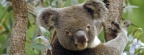 Cover FB  Koala in Eucalyptus Tree, Australia