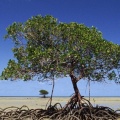 Cover FB  Mangrove Tree, Daintree National Park, Australia