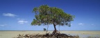Cover FB  Mangrove Tree, Daintree National Park, Australia