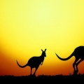 Cover FB  The Kangaroo Hop, Australia