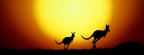 Cover FB  The Kangaroo Hop, Australia