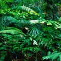 Cover FB  Tropical Rainforest, Lacey Creek, Queensland, Australia