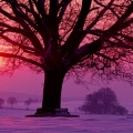 Cover FB  Winter Sunset and the Majestic Oak, Germany