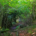 Cover FB  Between Dorking and Merstham on the North Downs Way, England