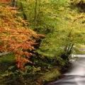 Cover FB  Beech Trees Along the Saliencia River, Somiedo Natural Park, Asturias, Spain