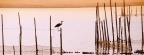 Cover FB  La Albufera National Park, Spain