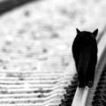 Chat Rail - Facebook Cover