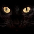 Chat noir regard