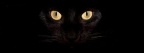 Chat noir regard