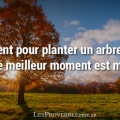 Le meilleur moment pour planter Proverbe Chinois.jpg