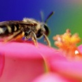 Abeille sur une fleur