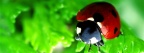 Couverture facebook Coccinelle