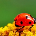 Coccinelle sur une fleur