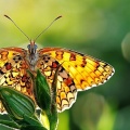 Papillon jaune