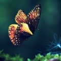 Papillon pour profil facebook