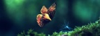 Papillon pour profil facebook
