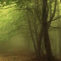 Brume en forêt