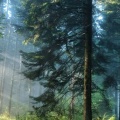 Chemin dans la forêt