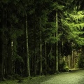 Chemin en forêt