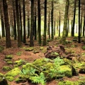 Descente montagne forêt