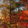 Forêt en automne (2)